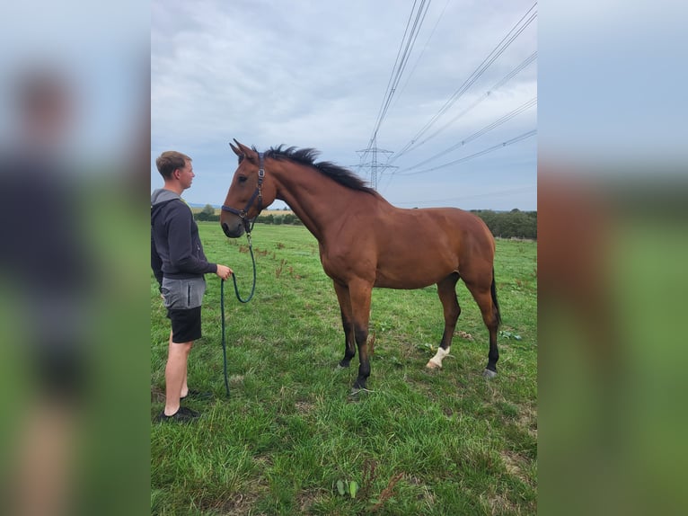 Duits sportpaard Ruin 10 Jaar 183 cm Bruin in Malchin