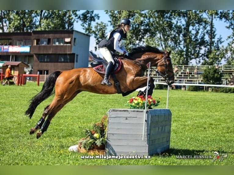 Duits sportpaard Ruin 10 Jaar Roodbruin in Bohuňovice