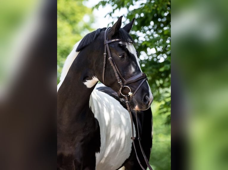 Duits sportpaard Ruin 11 Jaar 160 cm Gevlekt-paard in Doenrade