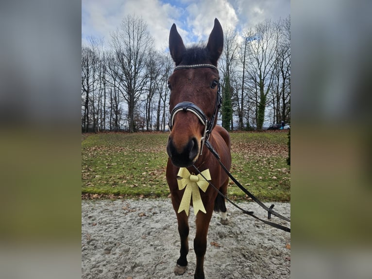 Duits sportpaard Ruin 11 Jaar 165 cm Bruin in Bettendorf