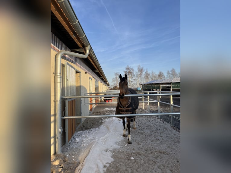 Duits sportpaard Ruin 11 Jaar 168 cm Bruin in Lengenfeld