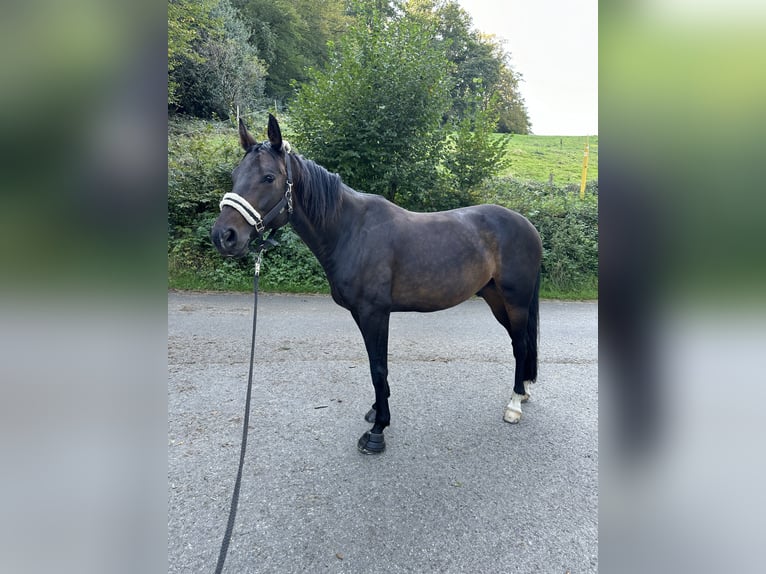 Duits sportpaard Ruin 11 Jaar 168 cm Donkerbruin in Billerbeck