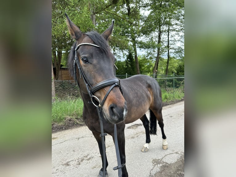 Duits sportpaard Ruin 11 Jaar 168 cm Donkerbruin in Billerbeck
