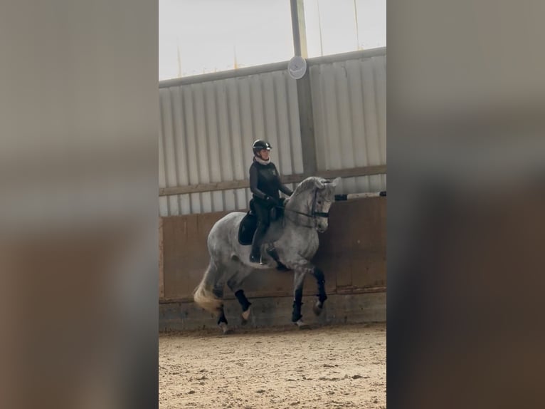 Duits sportpaard Ruin 11 Jaar 168 cm Vliegenschimmel in Bockenem