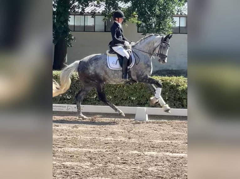 Duits sportpaard Ruin 11 Jaar 168 cm Vliegenschimmel in Bockenem