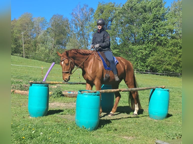 Duits sportpaard Ruin 11 Jaar 168 cm Vos in Bayerbach