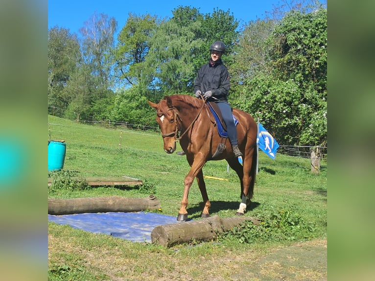 Duits sportpaard Ruin 11 Jaar 168 cm Vos in Bayerbach