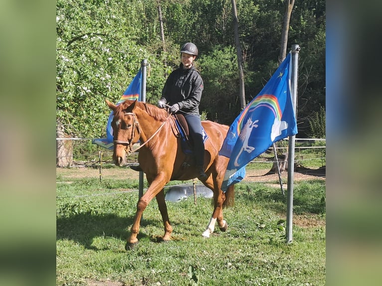 Duits sportpaard Ruin 11 Jaar 168 cm Vos in Bayerbach