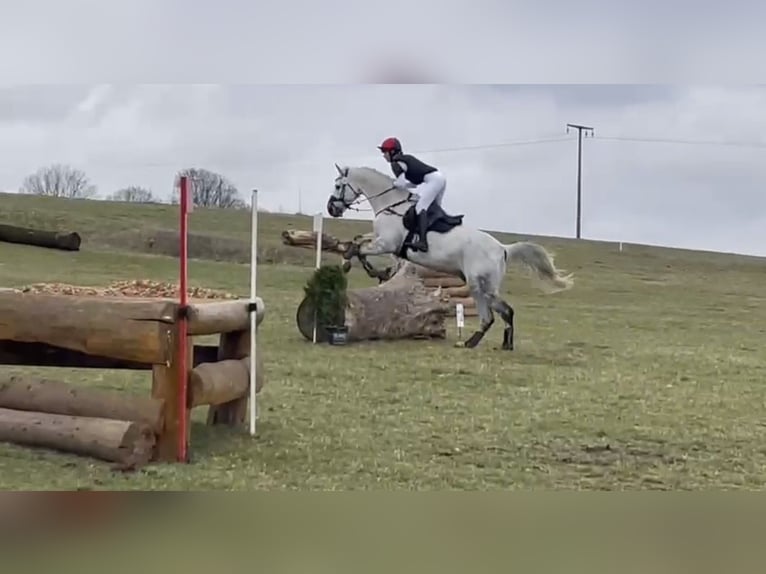 Duits sportpaard Ruin 11 Jaar 169 cm in HönowNeuenhagen