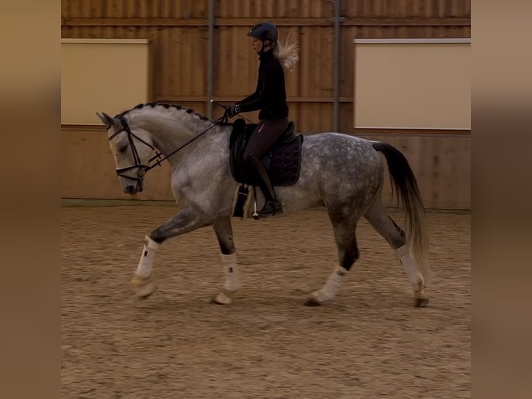 Duits sportpaard Ruin 11 Jaar 170 cm Appelschimmel in Schönthal