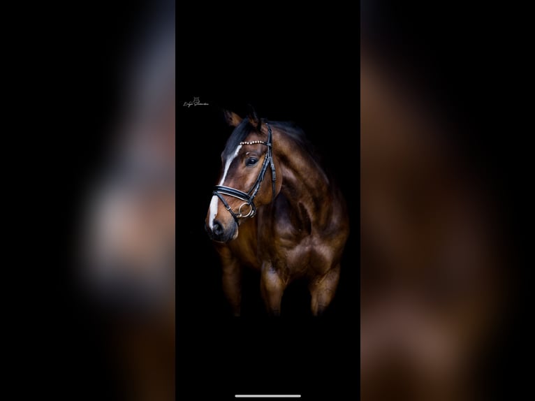 Duits sportpaard Ruin 11 Jaar 170 cm Bruin in Dinkelsb&#xFC;hl