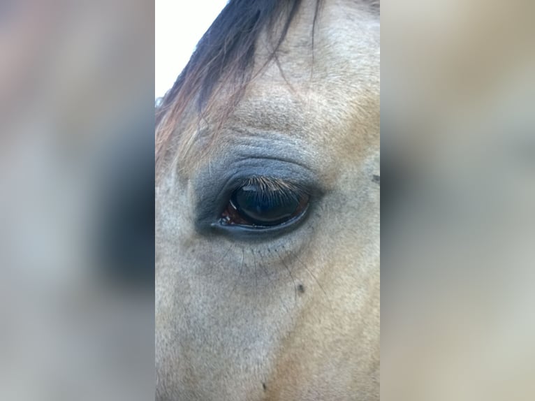 Duits sportpaard Ruin 11 Jaar 170 cm Buckskin in Pritzwalk