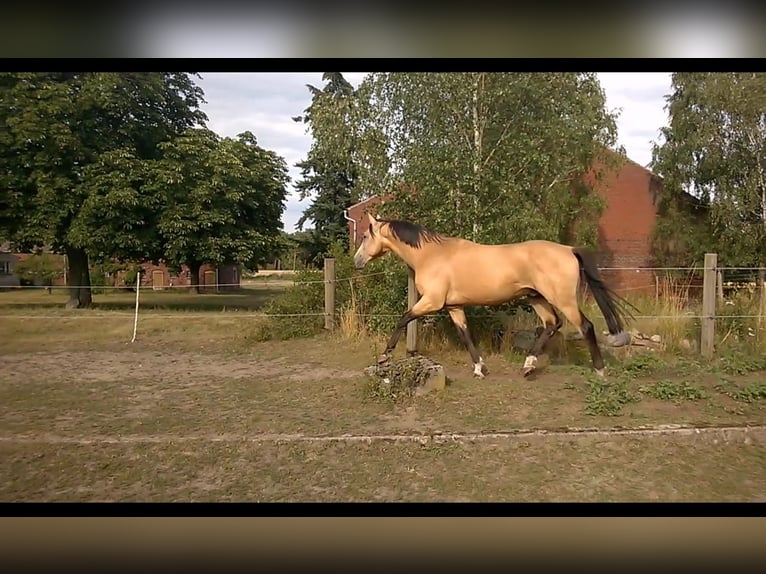 Duits sportpaard Ruin 11 Jaar 170 cm Buckskin in Pritzwalk
