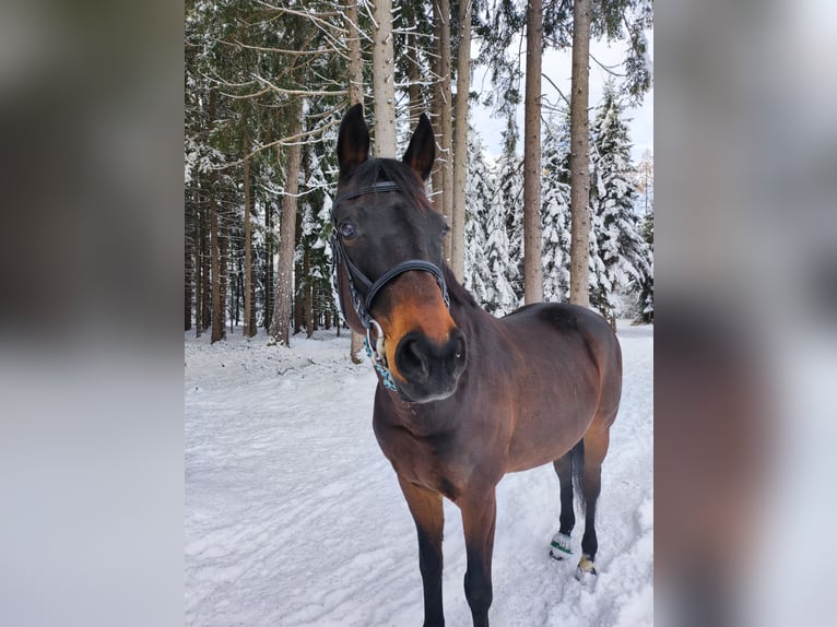 Duits sportpaard Ruin 11 Jaar 170 cm Donkerbruin in Innsbruck