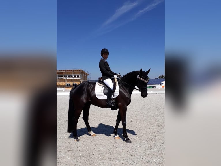 Duits sportpaard Ruin 11 Jaar 170 cm Zwart in Langenargen