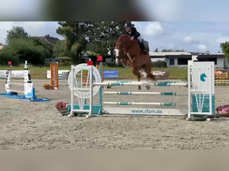 Duits sportpaard Ruin 11 Jaar 172 cm Donkere-vos in Braunschweig
