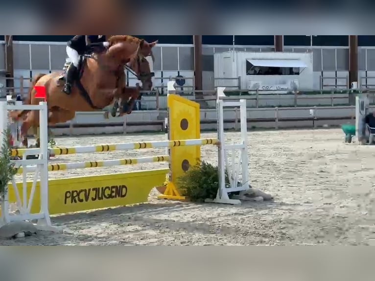 Duits sportpaard Ruin 11 Jaar 172 cm Donkere-vos in Braunschweig