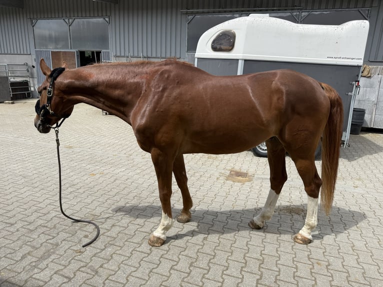 Duits sportpaard Ruin 11 Jaar 172 cm Vos in Uttenweiler