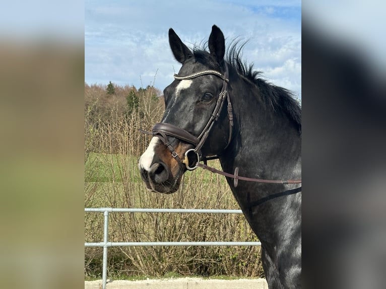 Duits sportpaard Ruin 11 Jaar 172 cm Zwart in Bad Schussenried