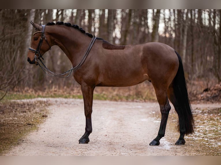 Duits sportpaard Ruin 11 Jaar 173 cm Donkerbruin in Wehringen