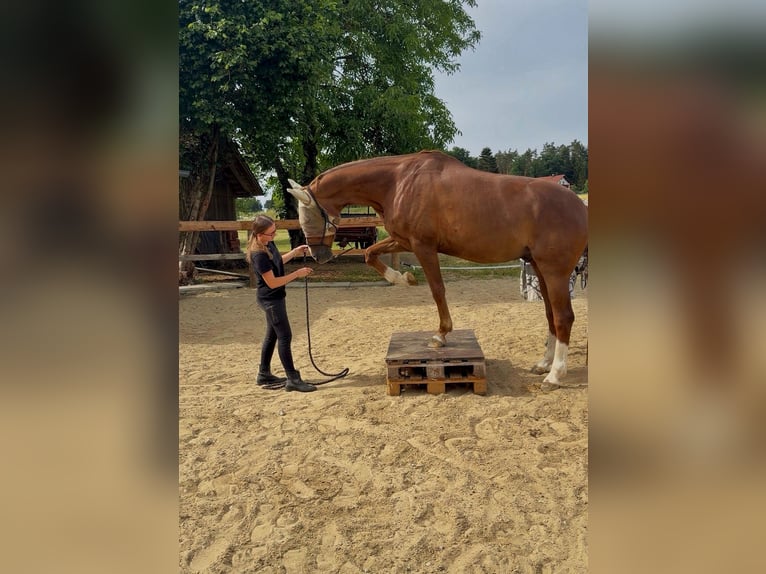 Duits sportpaard Ruin 11 Jaar 173 cm Donkere-vos in Essenbach