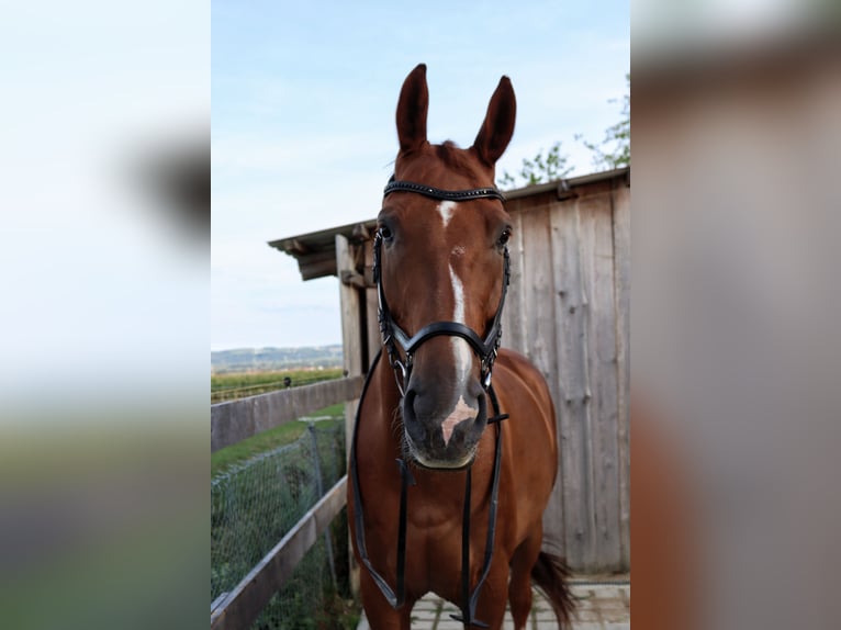 Duits sportpaard Ruin 11 Jaar 173 cm Donkere-vos in Essenbach
