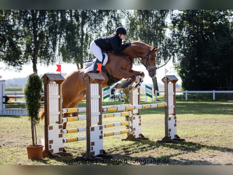Duits sportpaard Ruin 11 Jaar 173 cm Vos in Kirchroth