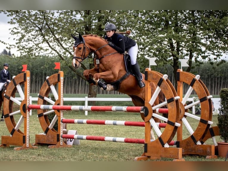 Duits sportpaard Ruin 11 Jaar 173 cm Vos in Kirchroth