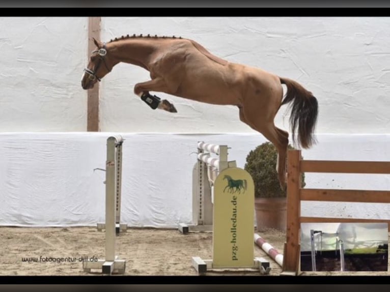 Duits sportpaard Ruin 11 Jaar 173 cm Vos in Kirchroth