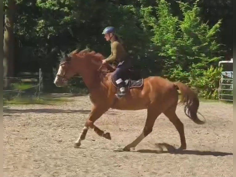 Duits sportpaard Ruin 11 Jaar 174 cm Vos in Braunschweig