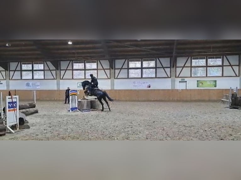 Duits sportpaard Ruin 11 Jaar 174 cm Zwart in Beckingen
