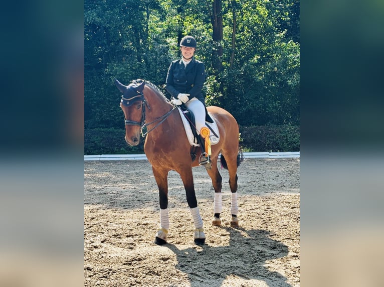Duits sportpaard Ruin 11 Jaar 178 cm Bruin in Willstätt