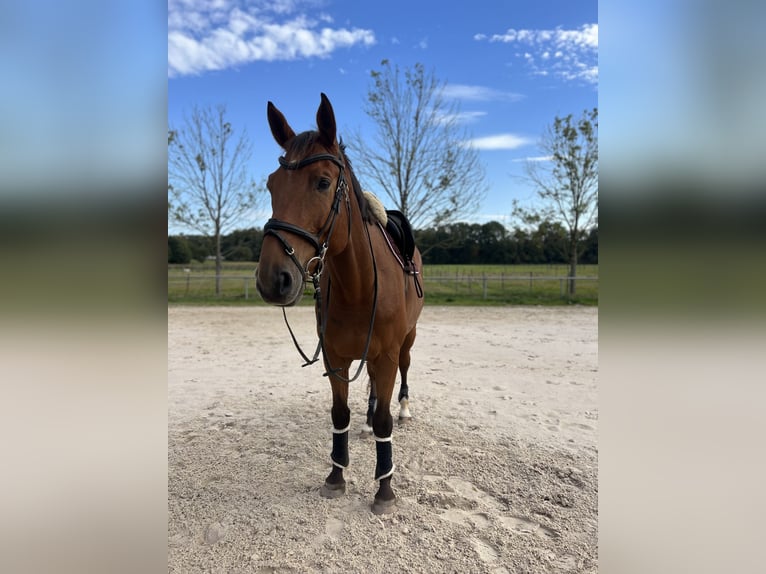 Duits sportpaard Ruin 11 Jaar 179 cm Bruin in Zweibrücken