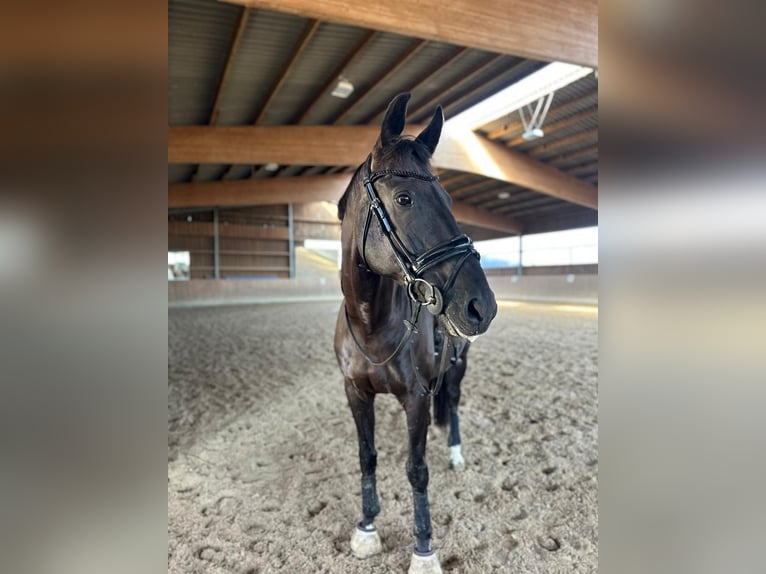 Duits sportpaard Ruin 11 Jaar 180 cm Zwart in Schönfließ