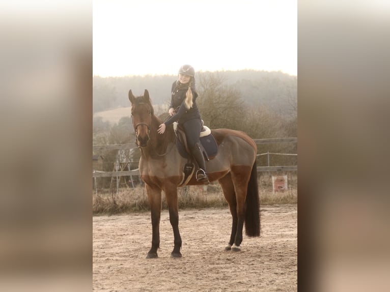 Duits sportpaard Ruin 11 Jaar 185 cm Bruin in Bad Staffelstein