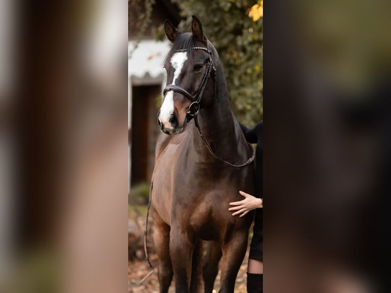 Duits sportpaard Ruin 12 Jaar 164 cm Donkerbruin in Kürten