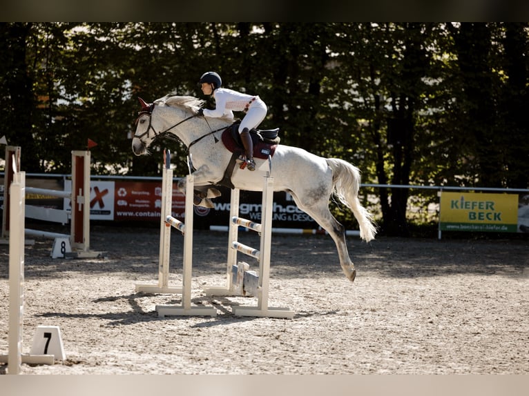 Duits sportpaard Ruin 12 Jaar 165 cm Appelschimmel in Bad Langensalza