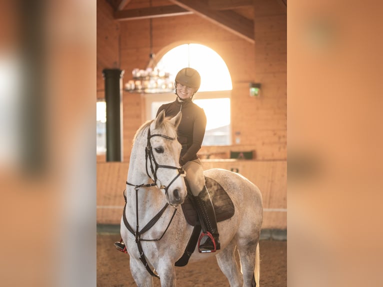 Duits sportpaard Ruin 12 Jaar 165 cm Appelschimmel in Bad Langensalza