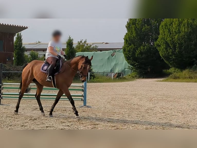 Duits sportpaard Ruin 12 Jaar 165 cm Bruin in Pfaffenhofen an der Ilm