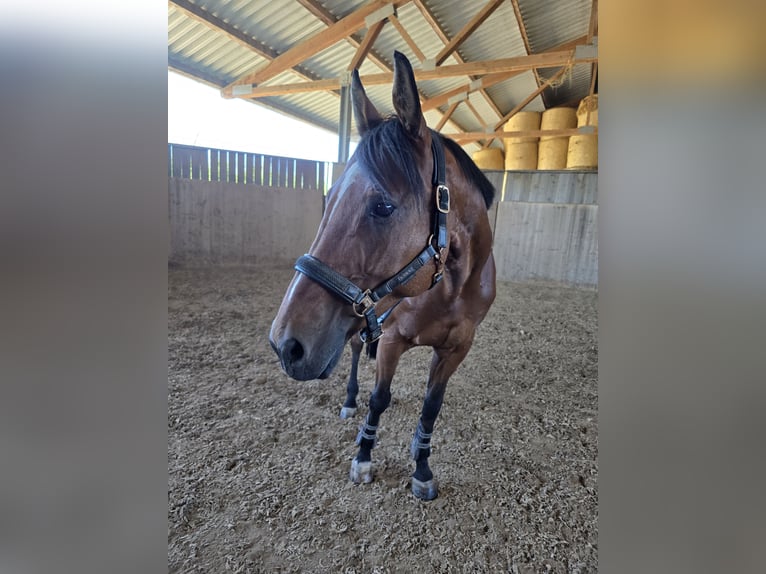 Duits sportpaard Ruin 12 Jaar 165 cm Bruin in Pfaffenhofen an der Ilm