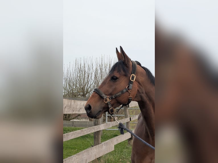 Duits sportpaard Ruin 12 Jaar 165 cm Bruin in Pfaffenhofen an der Ilm
