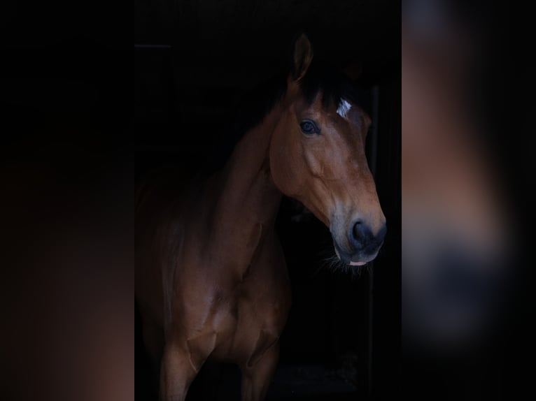 Duits sportpaard Ruin 12 Jaar 165 cm Bruin in Aachen