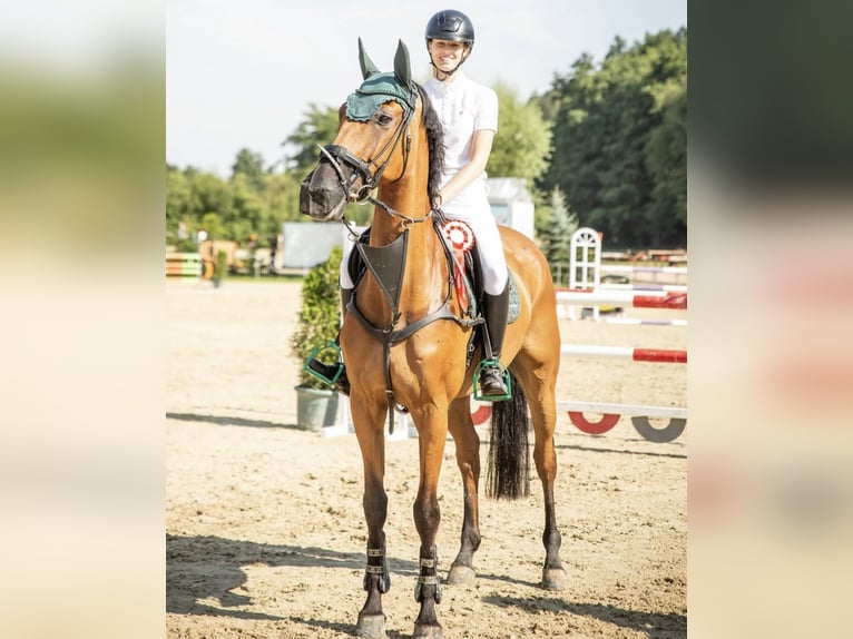 Duits sportpaard Ruin 12 Jaar 167 cm Bruin in Lienen