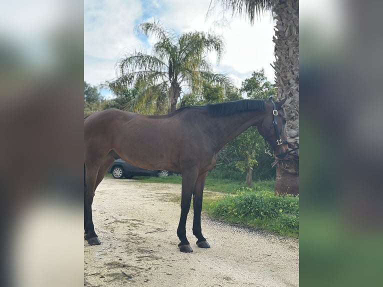 Duits sportpaard Ruin 12 Jaar 167 cm  in GROTE-BROGEL