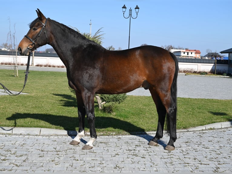 Duits sportpaard Ruin 12 Jaar 168 cm Brauner in Jeżów