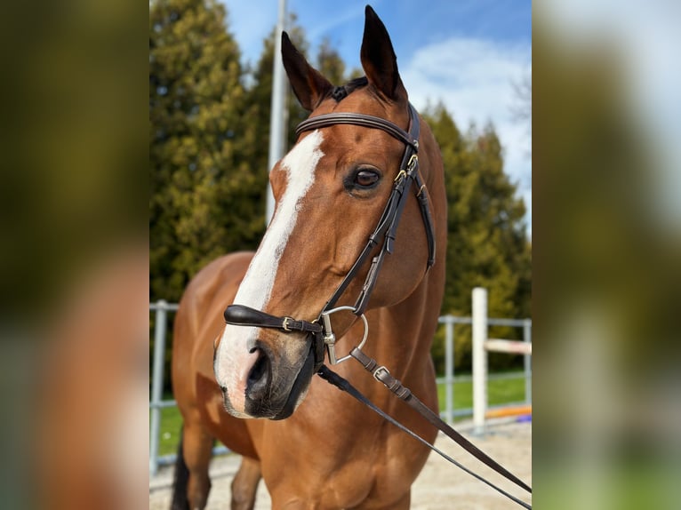 Duits sportpaard Ruin 12 Jaar 168 cm Bruin in Altstätten SG 2