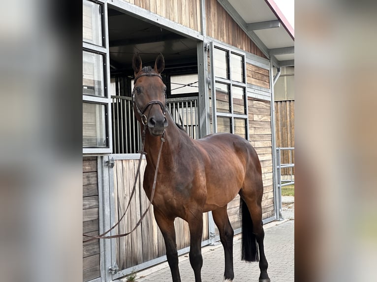 Duits sportpaard Ruin 12 Jaar 168 cm Donkerbruin in Leipzig