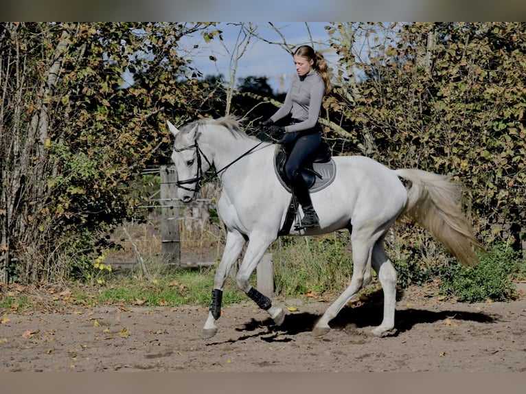 Duits sportpaard Ruin 12 Jaar 169 cm Schimmel in Falkensee