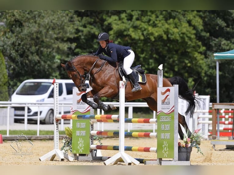 Duits sportpaard Ruin 12 Jaar 170 cm Bruin in Laurenzberger