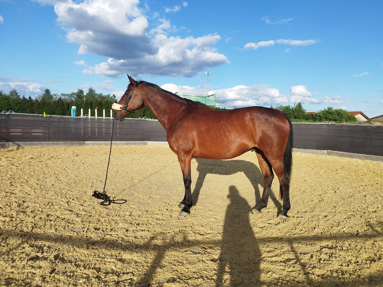 Duits sportpaard Ruin 12 Jaar 170 cm Bruin in Haigerloch